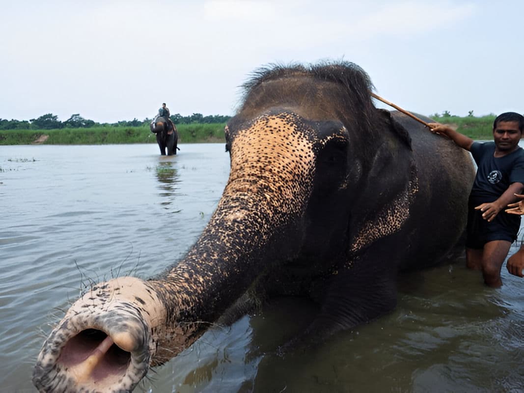 "Luxury in the Jungle: Premium Wildlife Experience in Chitwan"