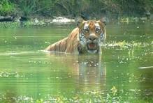 Chitwan national park